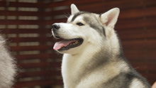 Husky Cafe